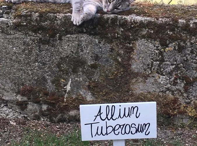 La Casa Del Tiglio *